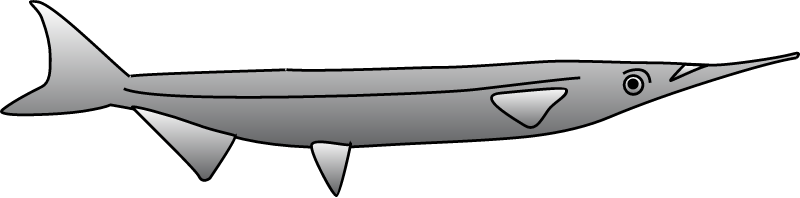 Garfish (Belone Belone)