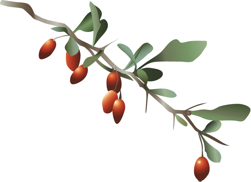 Japanese Barberry (Berberis Thunbergii)