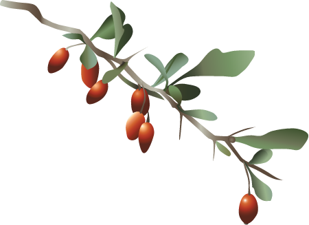 Japanese Barberry (Berberis Thunbergii)