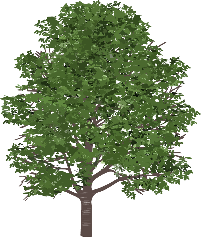 Sweet Birch (Betula Lenta)