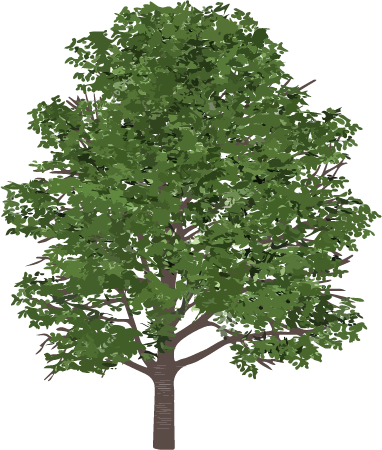 Sweet Birch (Betula Lenta)