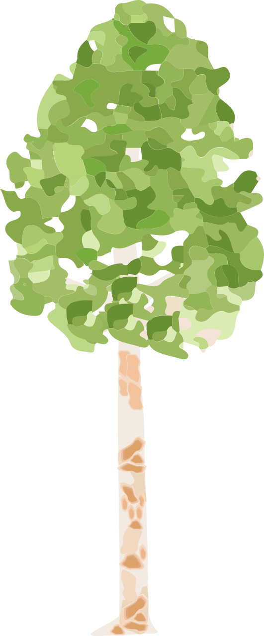River Birch (Betula Nigra)