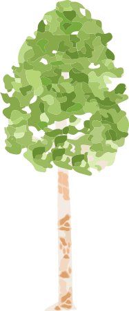 River Birch (Betula Nigra)