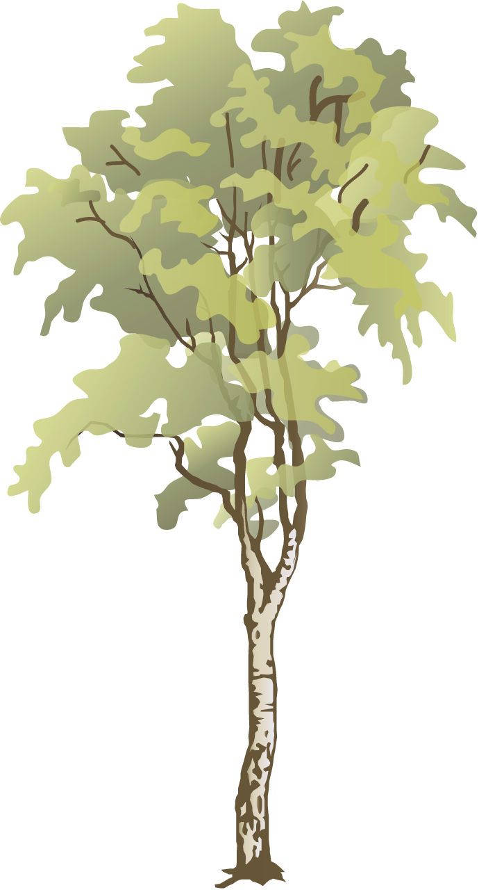 Birch (Betula)