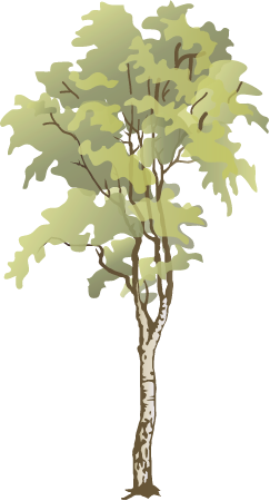 Birch (Betula)