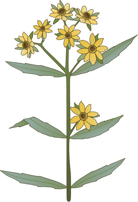 Bur Marigold (Bidens)