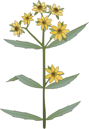 Bur Marigold (Bidens)