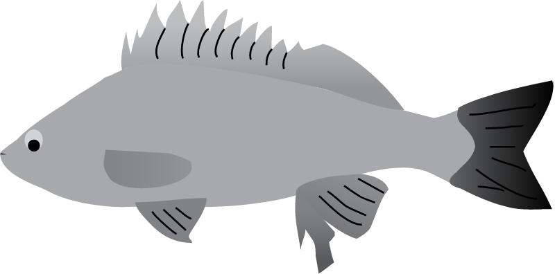 Silver Perch (Bidyanus Bidyanus)