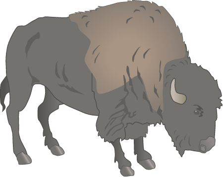 American Bison (Bison Bison)