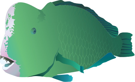 Green Humphead Parrotfish (Bolbometopon Muricatum)