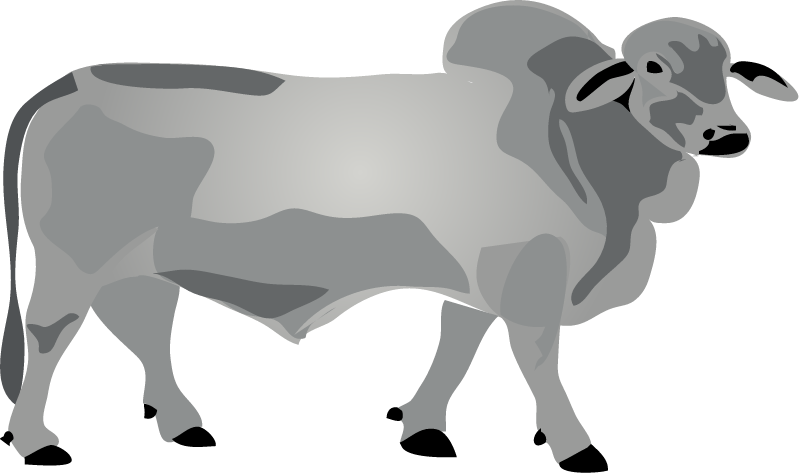 Bull (Bos Taurus)