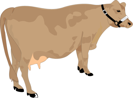 Cow (Bos Taurus)