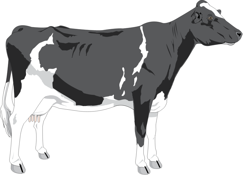Cow (Bos Taurus)