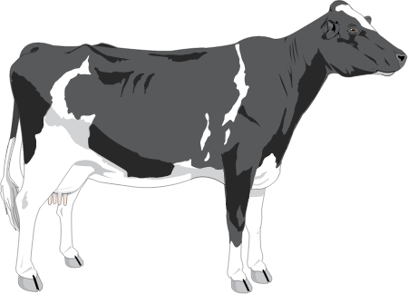 Cow (Bos Taurus)