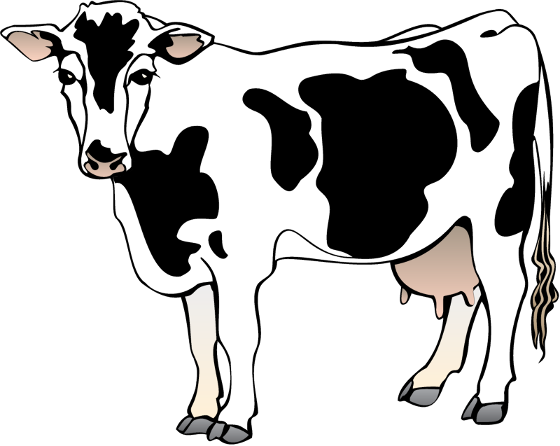 Cow (Bos Taurus)