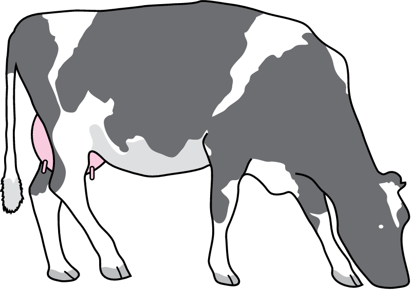 Cow (Bos Taurus)