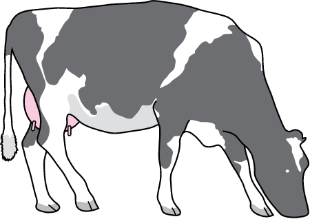 Cow (Bos Taurus)
