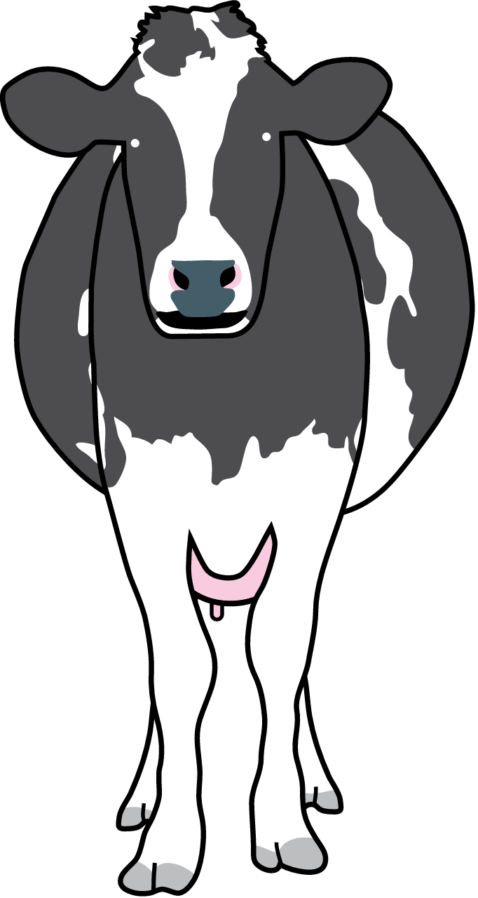 Cow (Bos Taurus)