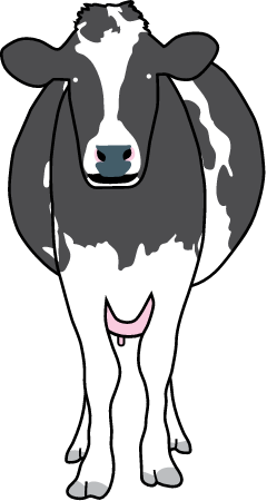 Cow (Bos Taurus)