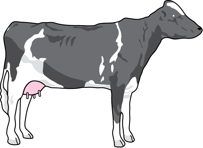 Cow (Bos Taurus)
