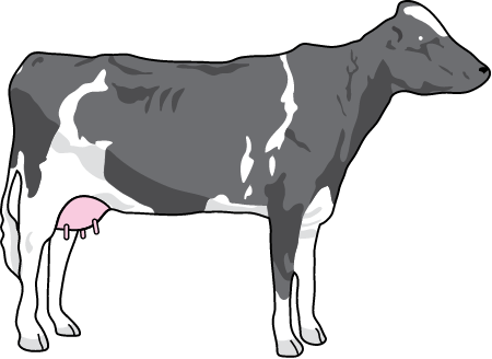 Cow (Bos Taurus)