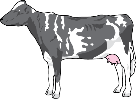 Cow (Bos Taurus)
