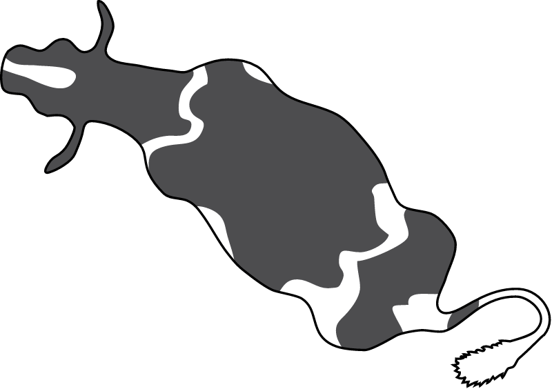 Cow From Above (Bos Taurus)