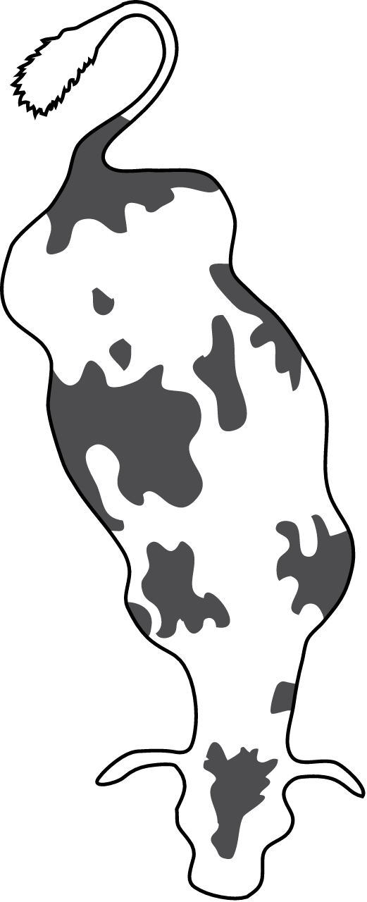 Cow From Above (Bos Taurus)