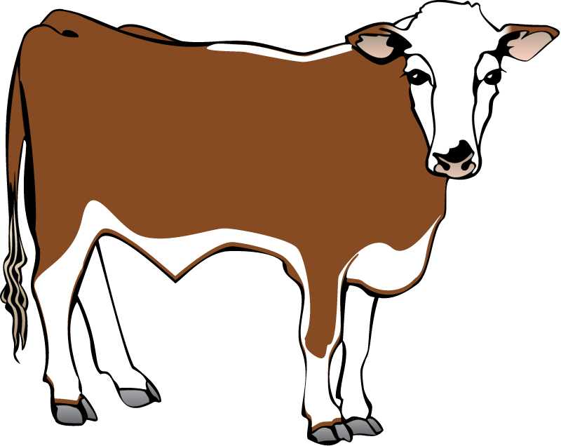 Hereford Steer (Bos Taurus)