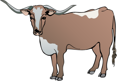 Longhorn Steer (Bos Taurus)