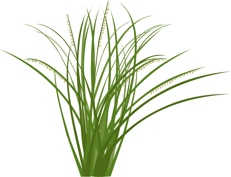 Sideoats Grama (Bouteloua Curtipendula)
