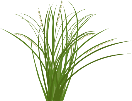 Sideoats Grama (Bouteloua Curtipendula)