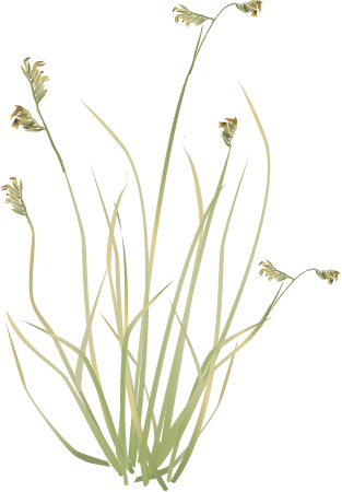 Buffalo Grass (Bouteloua Dactyloides)