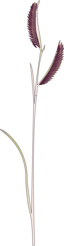 Blue Grama (Bouteloua Gracilis)