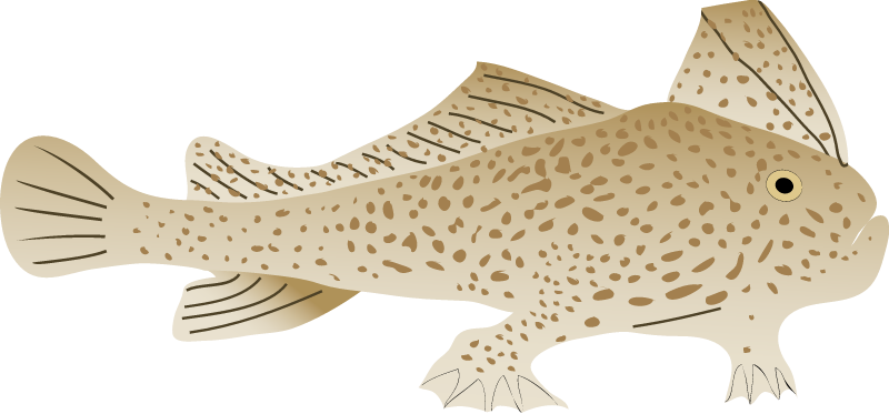 Spotted Handfish (Brachionichthys Hirsutus)