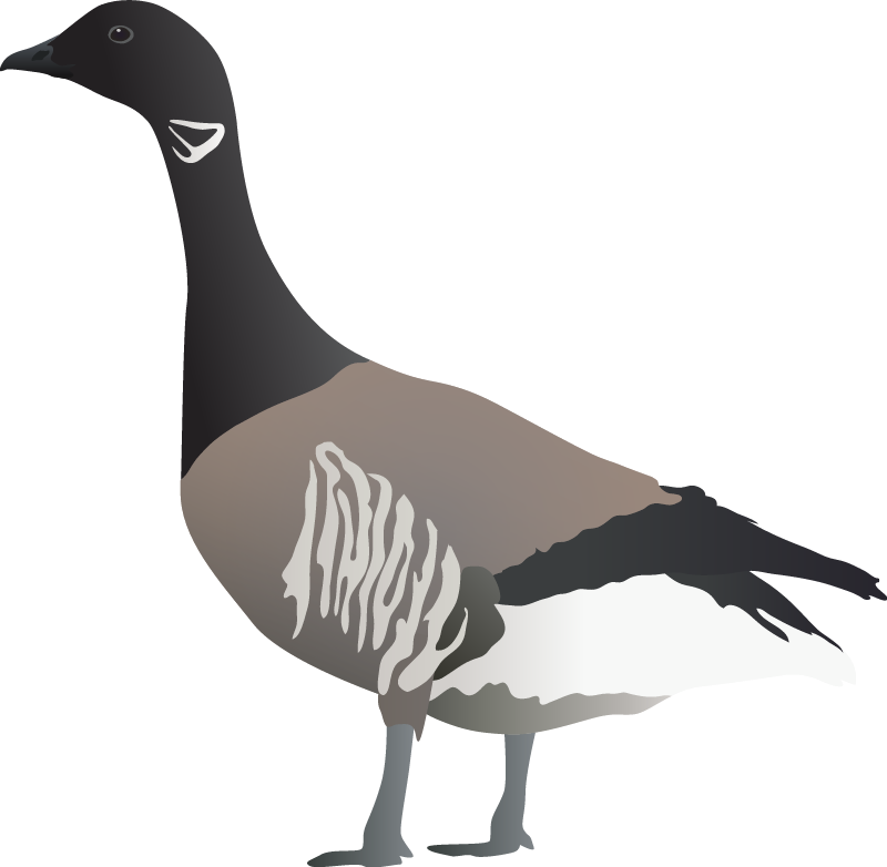 Atlantic Brant Goose (Branta Bernicla)