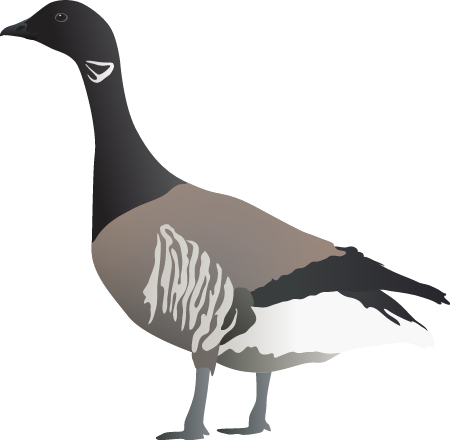 Atlantic Brant Goose (Branta Bernicla)