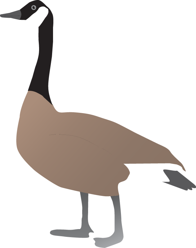 Canada Goose (Branta Canadensis)
