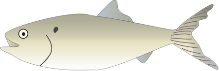 Atlantic Menhaden (Brevoortia Tyrannus)