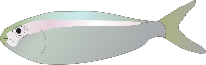 Atlantic Menhaden Juvenile (Brevoortia Tyrannus)