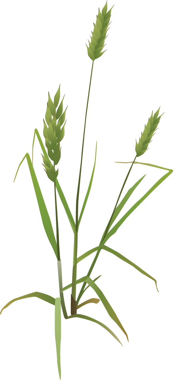 Brome Grass (Bromus)