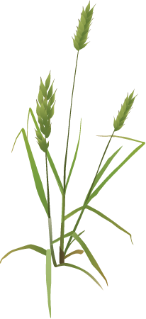 Brome Grass (Bromus)