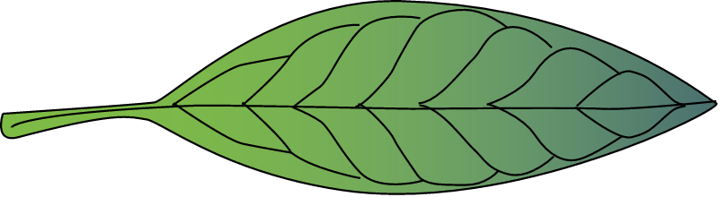 Large Leafed Orange Mangrove Leaf (Bruguiera Gymnorrhiza)