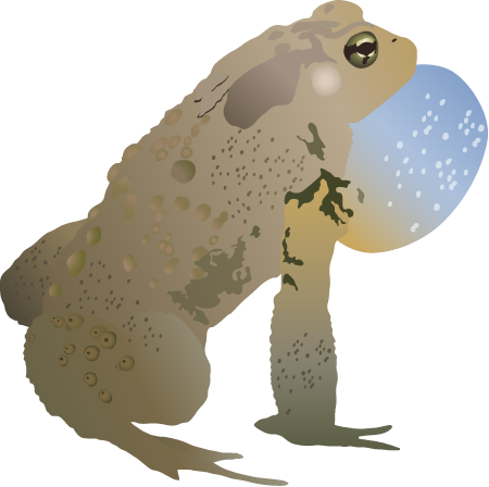 American Toad Adult (Bufo Americanus)