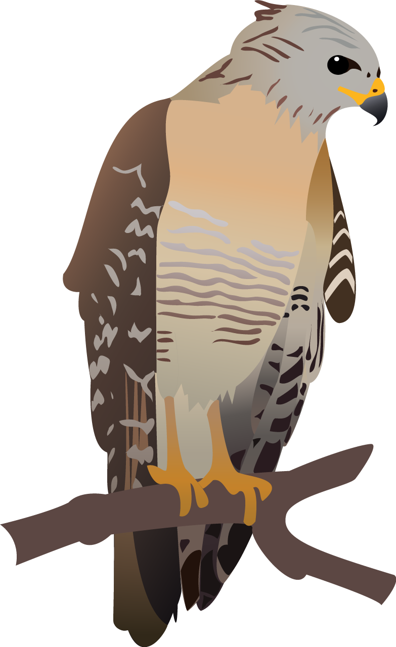 Red Shouldered Hawk (Buteo Lineatus)