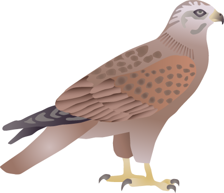 Long Legged Buzzard (Buteo Rufinus)