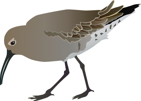 Curlew Sandpiper (Calidris Ferruginea)