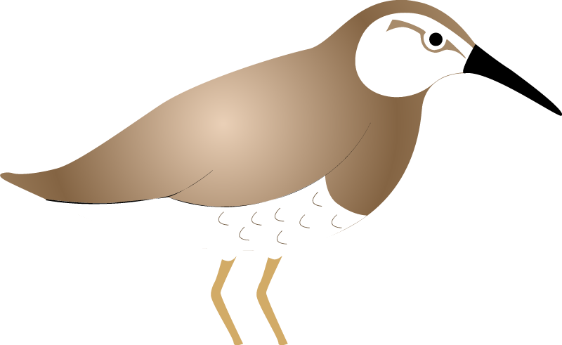 Sandpiper (Calidris)