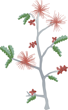 Fairy Duster (Calliandra)