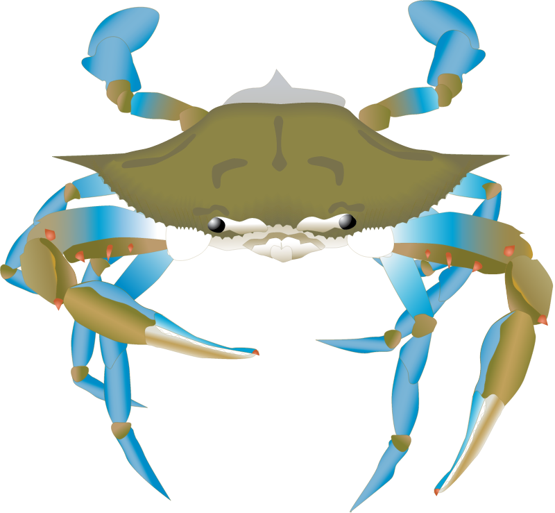 Blue Crab Adult (Callinectes Sapidus)